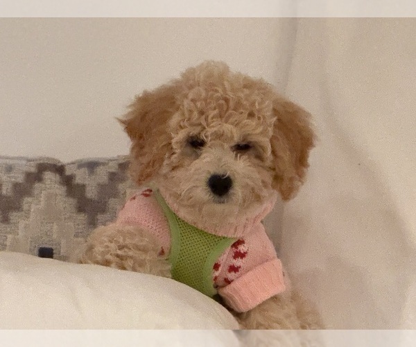 Medium Photo #2 Poochon Puppy For Sale in PARKLAND, FL, USA