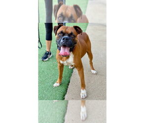 Boxer Dogs for adoption in Austin, TX, USA