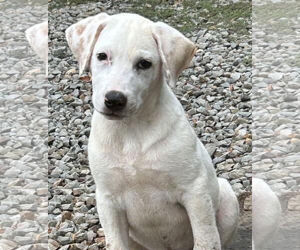 Medium Photo #3 Labrador Retriever-Unknown Mix Puppy For Sale in Rockaway, NJ, USA