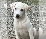 Small #2 Labrador Retriever Mix