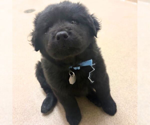 Medium Photo #1 Labrachow Puppy For Sale in Aurora, CO, USA
