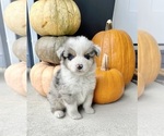 Small #4 Australian Shepherd
