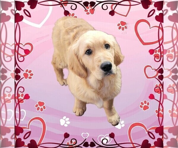 Medium Photo #3 Golden Retriever Puppy For Sale in FALCON, CO, USA