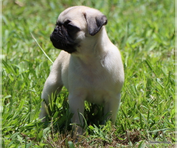 Medium Photo #25 Pug Puppy For Sale in WINNSBORO, TX, USA