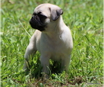 Small Photo #25 Pug Puppy For Sale in WINNSBORO, TX, USA