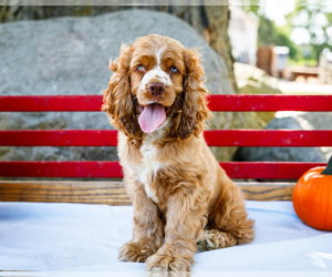 Cocker Spaniel Puppy for sale in WAKARUSA, IN, USA