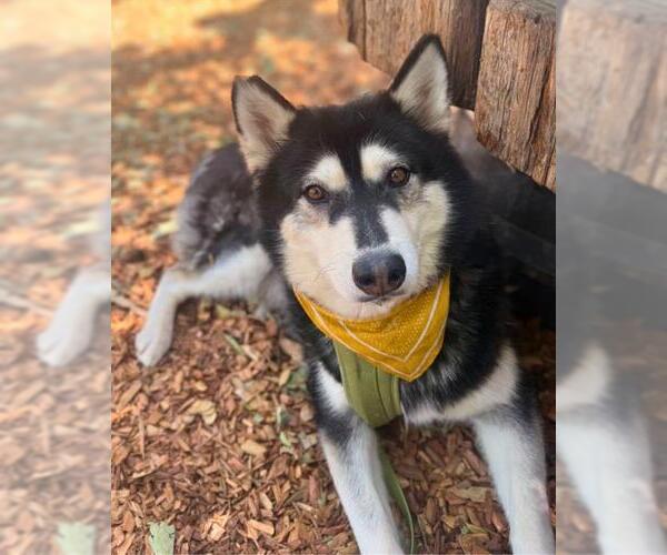 Medium Photo #5 Siberian Husky Puppy For Sale in Chula Vista, CA, USA
