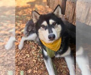 SKYLA - Female Siberian Husky Dog for Adoption - Photo #5