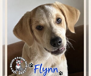 Great Pyrenees-Unknown Mix Dogs for adoption in Omaha, NE, USA