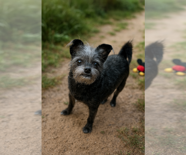 Medium Photo #1 Brussels Griffon-Unknown Mix Puppy For Sale in Phoenix, AZ, USA