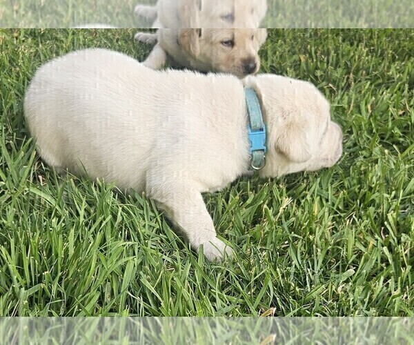 Medium Photo #8 Labrador Retriever Puppy For Sale in CEDAREDGE, CO, USA