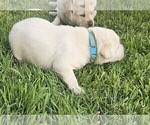 Small #7 Labrador Retriever