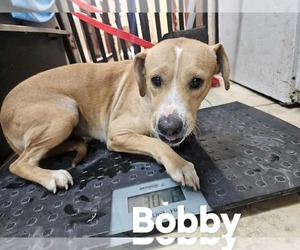 Labrador Retriever-Unknown Mix Dogs for adoption in El Centro, CA, USA