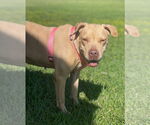 Small #32 American Pit Bull Terrier Mix