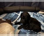 Small Photo #8 Goldendoodle Puppy For Sale in WEST LINN, OR, USA