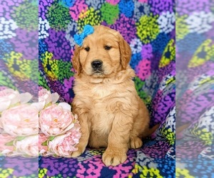 Golden Retriever Puppy for sale in OXFORD, PA, USA