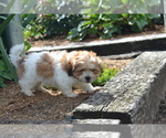Small Photo #4 Mal-Shi Puppy For Sale in GREENWOOD, WI, USA