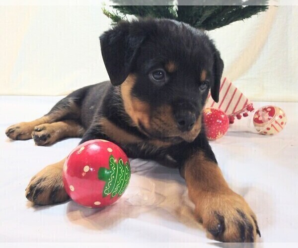 Medium Photo #26 Rottweiler Puppy For Sale in SMYRNA, TN, USA