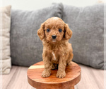 Small Photo #2 Cavapoo (Miniature) Puppy For Sale in MILLERSBURG, OH, USA