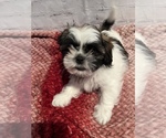 Small Photo #5 Shih Tzu Puppy For Sale in ROSEVILLE, OH, USA