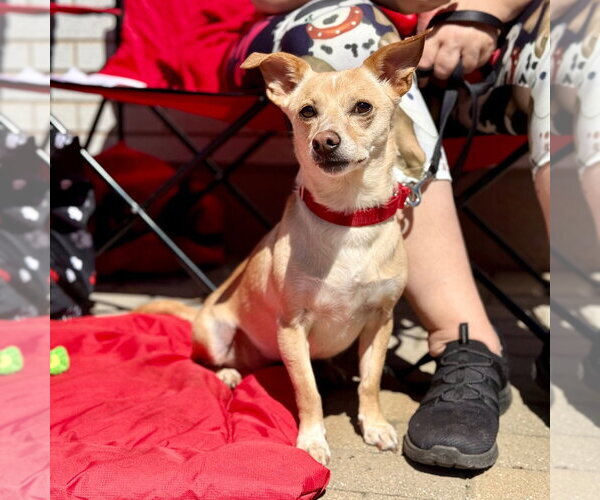 Medium Photo #10 Chihuahua-Unknown Mix Puppy For Sale in Canton, CT, USA