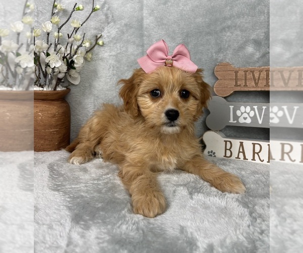 Medium Photo #3 Cavapoo (Standard) Puppy For Sale in GREENFIELD, IN, USA