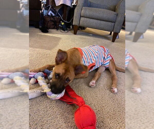 Medium Photo #5 Mutt Puppy For Sale in Plainfield, IL, USA