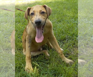 Boxer-Unknown Mix Dogs for adoption in Wetumpka, AL, USA