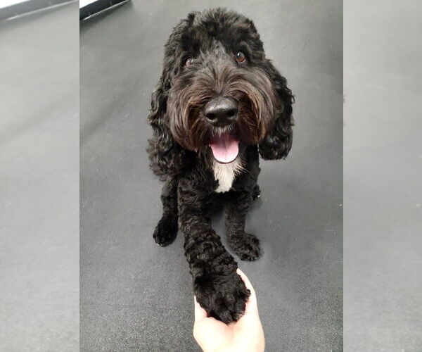 Medium Photo #3 Labradoodle Puppy For Sale in Woodland, CA, USA