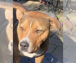 Small #7 American Pit Bull Terrier Mix