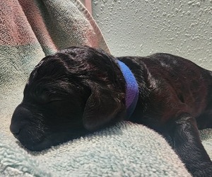 Medium Poodle (Standard)