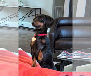 Dachshund Dogs for adoption in Shelbyville, TN, USA