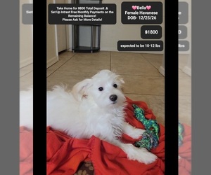 Havanese Puppy for Sale in TUCSON, Arizona USA