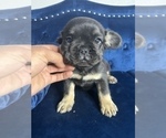 Small #17 French Bulldog