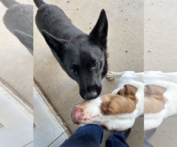 Medium Photo #2 Mutt Puppy For Sale in Pampa, TX, USA