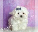 Small #4 Maltese