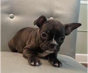 French Bulldog Puppy for sale in JOHNS ISLAND, SC, USA