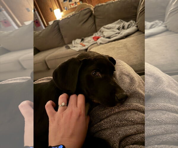 Medium Photo #2 Labrador Retriever-Unknown Mix Puppy For Sale in Mobile, AL, USA