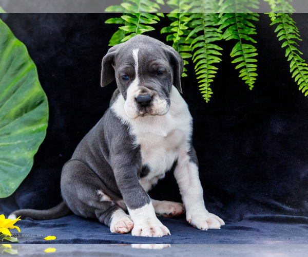 Medium Photo #25 Great Dane Puppy For Sale in WAKARUSA, IN, USA