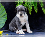 Small #24 Great Dane