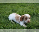 Small Photo #3 Dachshund Puppy For Sale in BLOOMINGTON, IN, USA