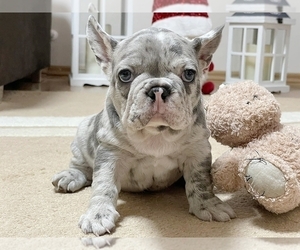 French Bulldog Puppy for sale in NEW YORK, NY, USA