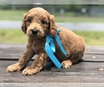 Small Photo #11 Goldendoodle Puppy For Sale in KISSIMMEE, FL, USA