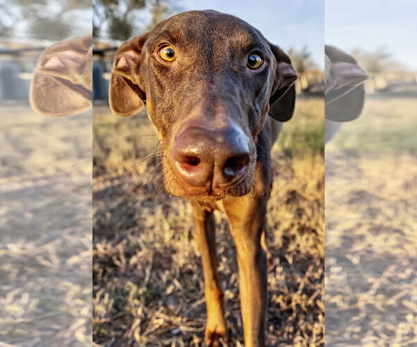 Medium Photo #2 Doberman Pinscher Puppy For Sale in Devine, TX, USA