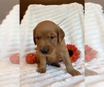 Puppy 3 Golden Retriever