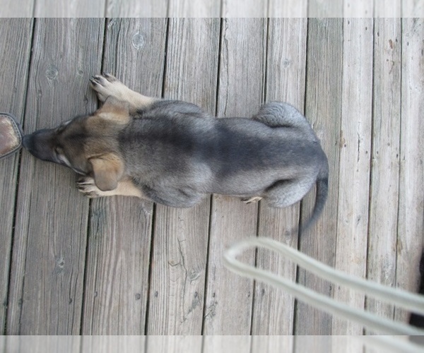 Medium Photo #18 German Shepherd Dog Puppy For Sale in WYTHEVILLE, VA, USA