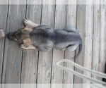 Small Photo #18 German Shepherd Dog Puppy For Sale in WYTHEVILLE, VA, USA