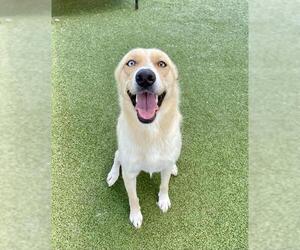 Labrador Retriever-Unknown Mix Dogs for adoption in Pasadena, TX, USA