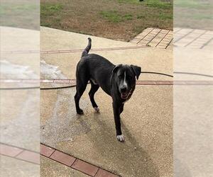 American Bulldog-Unknown Mix Dogs for adoption in Mobile, AL, USA