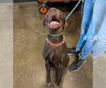 Small #1 Lab-Pointer